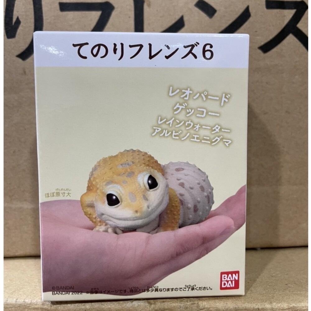 萬代 BANDAI 盒玩 兩棲爬蟲類 海洋好朋友 掌上鸚鵡 掌上好朋友 手乘朋友們 刺蝟 軟膠公仔-規格圖9