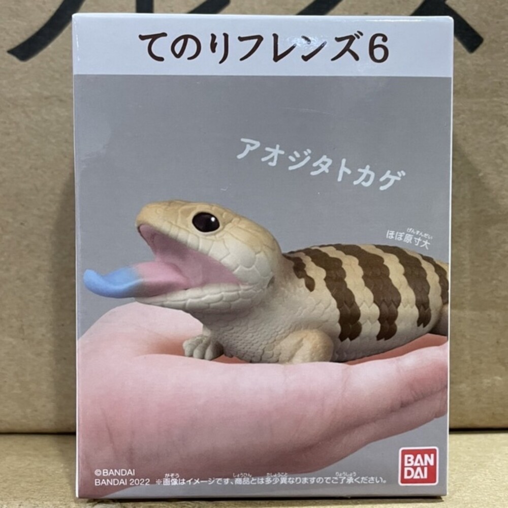 萬代 BANDAI 盒玩 兩棲爬蟲類 海洋好朋友 掌上鸚鵡 掌上好朋友 手乘朋友們 刺蝟 軟膠公仔-規格圖9