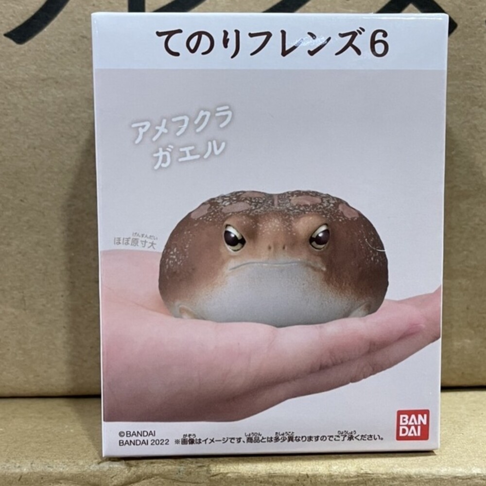 兩棲爬蟲類5號-饅頭蛙