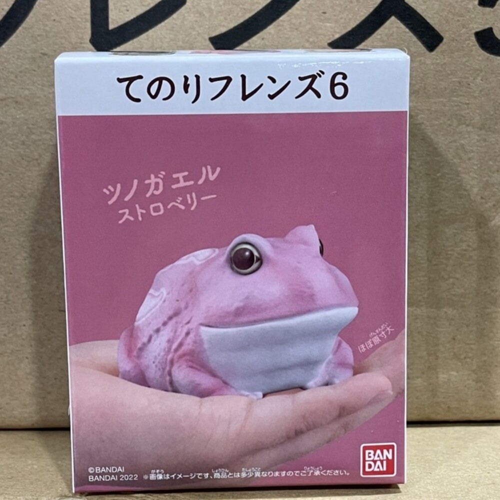 萬代 BANDAI 盒玩 兩棲爬蟲類 海洋好朋友 掌上鸚鵡 掌上好朋友 手乘朋友們 刺蝟 軟膠公仔-規格圖9