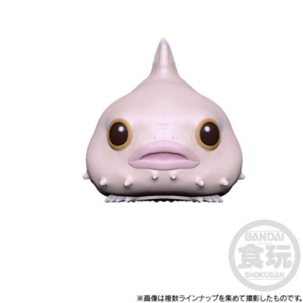 海洋動物3號-粉魚