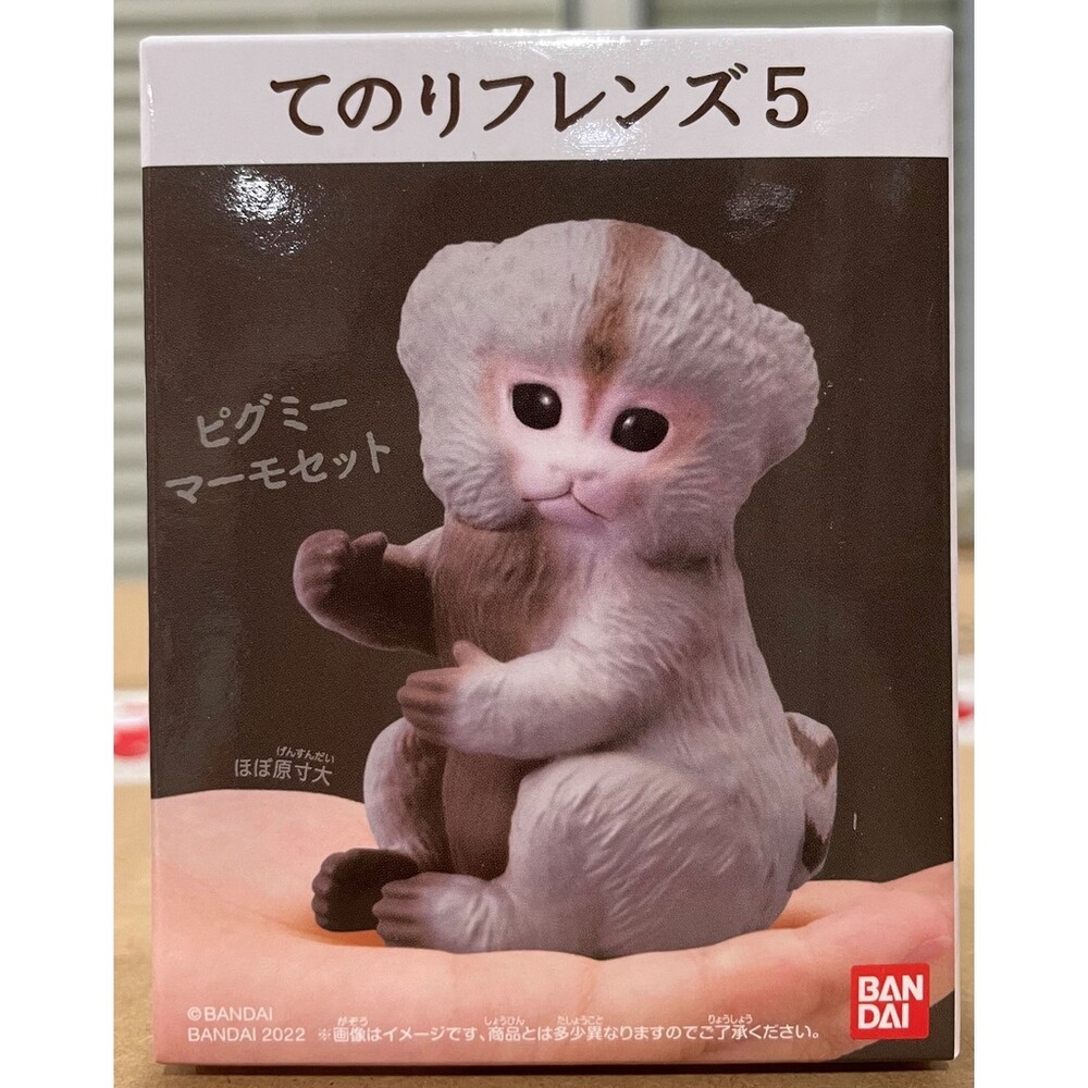 萬代 BANDAI 盒玩 兩棲爬蟲類 海洋好朋友 掌上鸚鵡 掌上好朋友 手乘朋友們 刺蝟 軟膠公仔-規格圖9