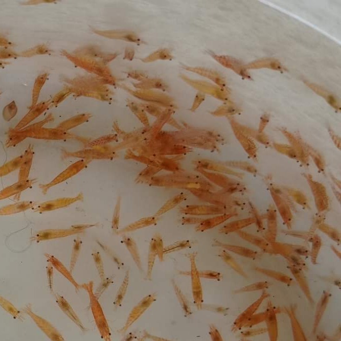 【香吉士】水族觀賞蝦/米蝦-細節圖2