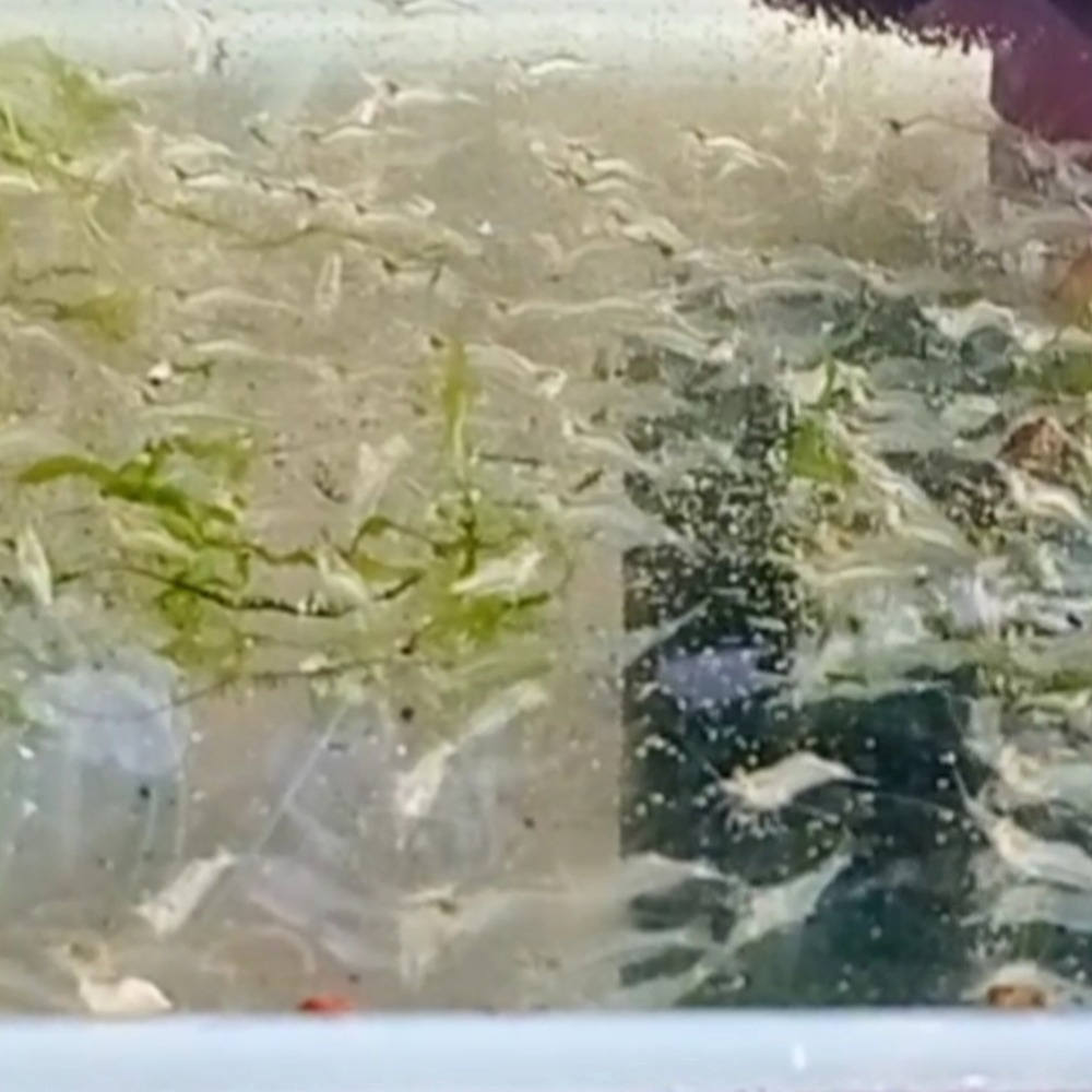 【槍蝦（120隻）】水族觀賞蝦/米蝦-細節圖2