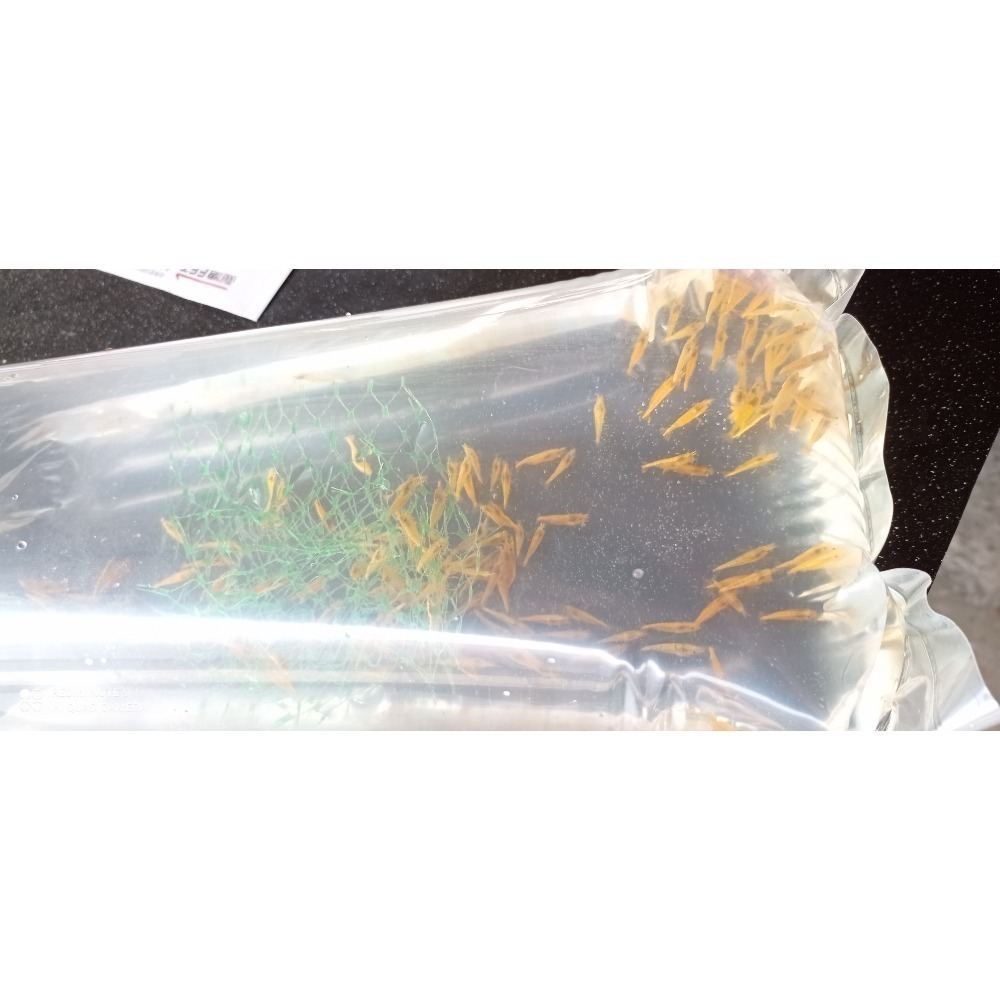 【金背黃米蝦】水族觀賞蝦/米蝦-細節圖2