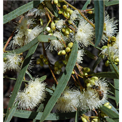 西澳尤加利精油 Eucalyptus WA Mallee-細節圖2