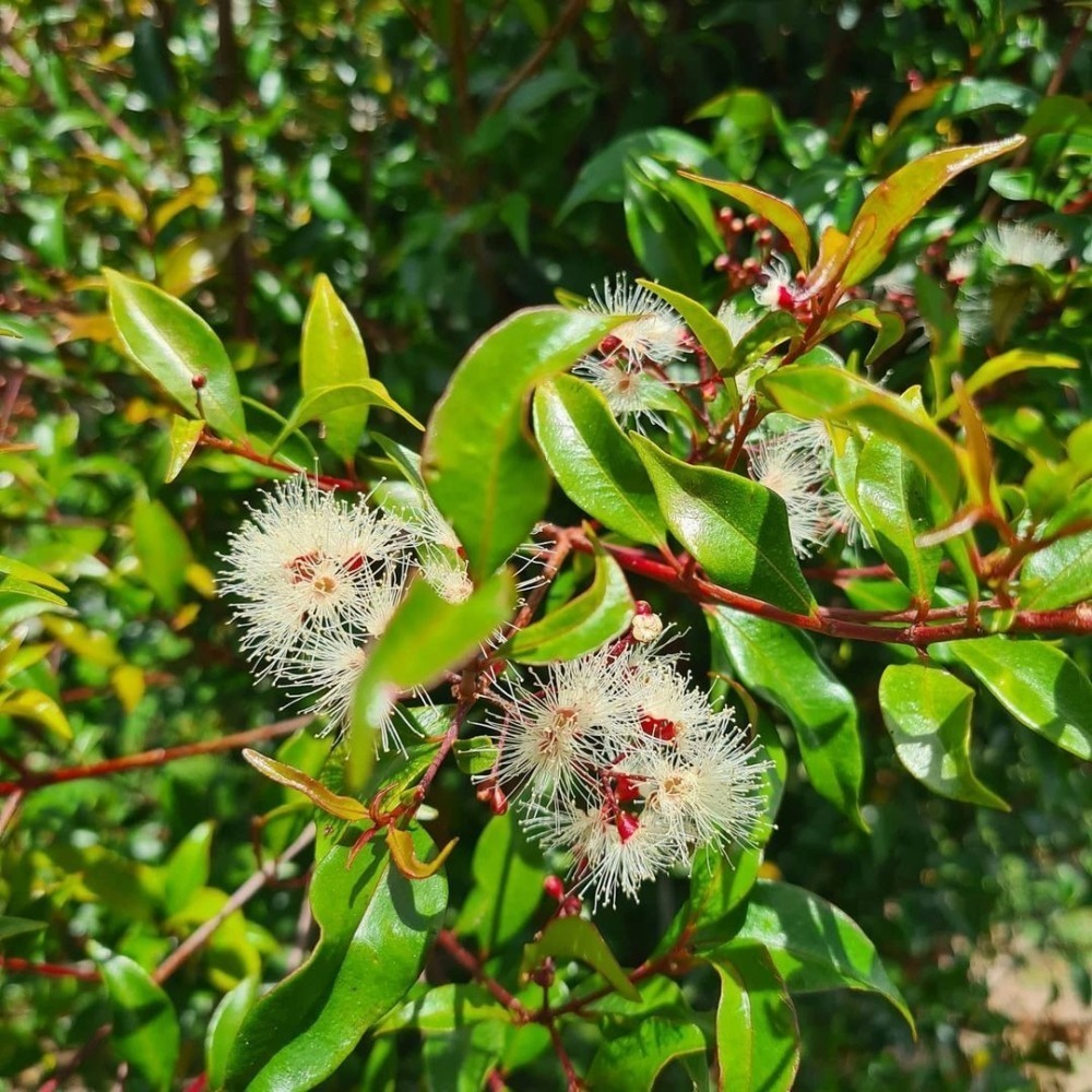 芒果香桃木精油 Mango Myrtle 【全球獨家精油】-細節圖3