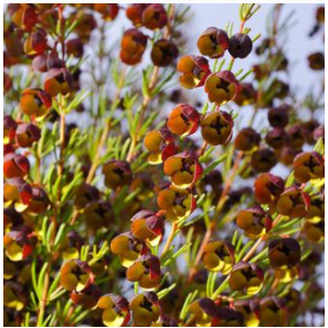 波羅尼花原精 Boronia Absolute-細節圖2