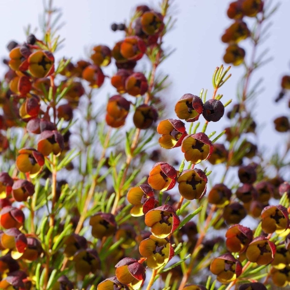 波羅尼花精華油(3%)  Boronia 3％ Absolute in Jojoba-細節圖2