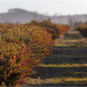 波羅尼花精華油(3%)  Boronia 3％ Absolute in Jojoba-細節圖3