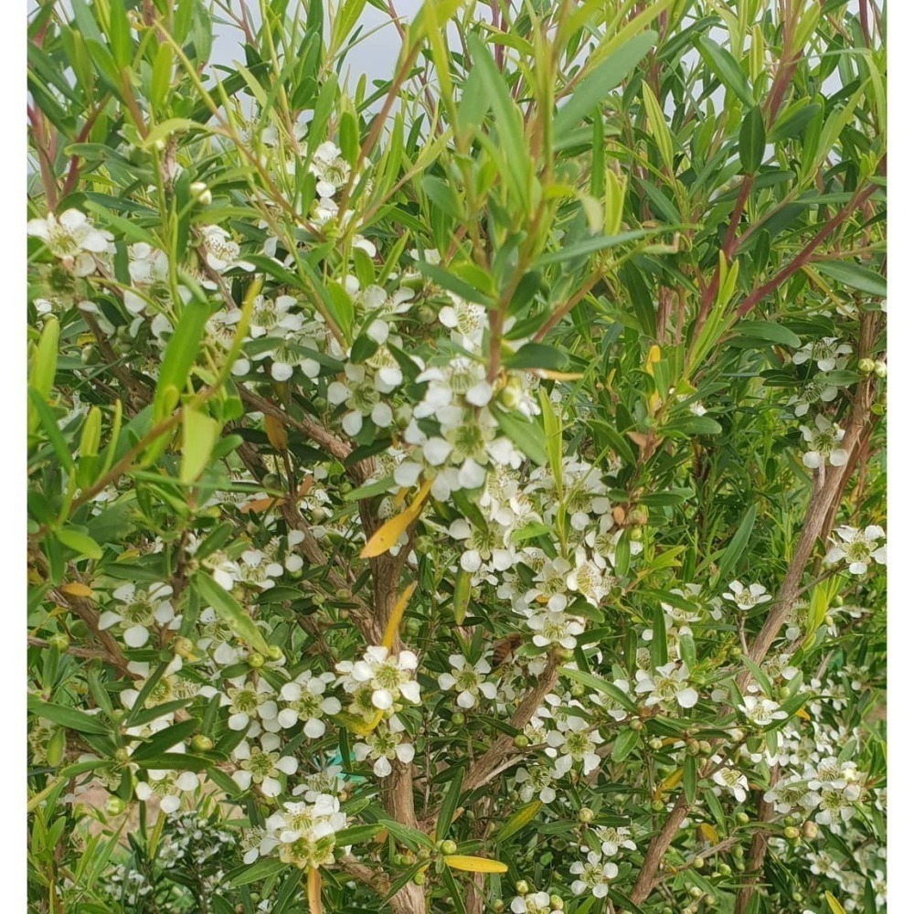 玫瑰香桃木精油 Rose Myrtle 【全球獨家精油】-細節圖2