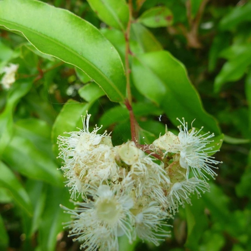 茴香香桃木精油 Anise Myrtle-細節圖2