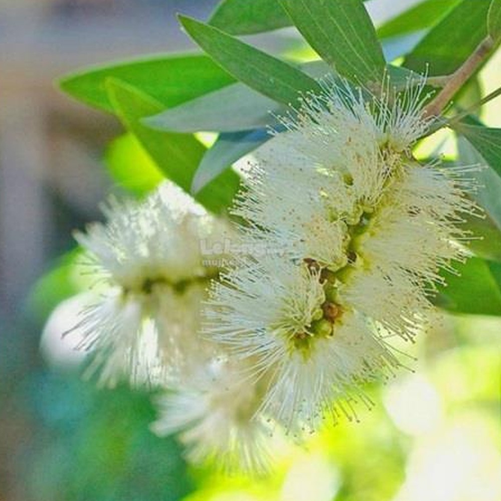 橙花叔醇綠花白千層 Nerolina-細節圖2