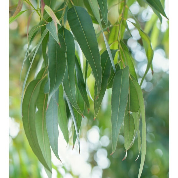 澳洲尤加利精油 Eucalyptus Australiana-細節圖3