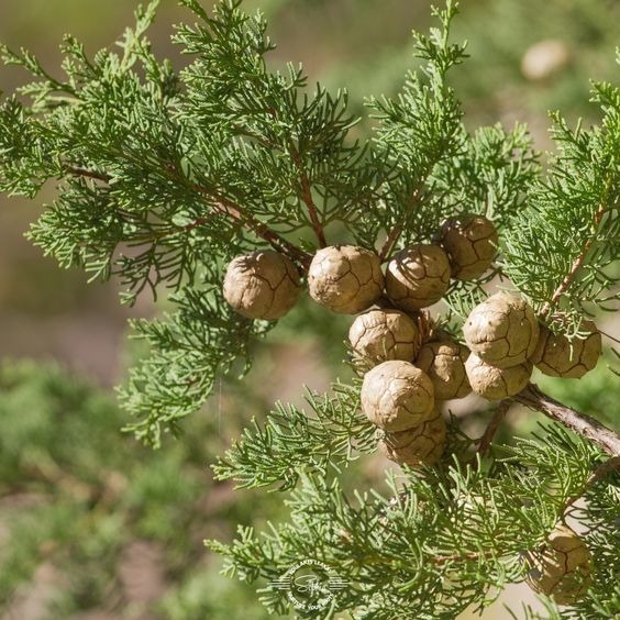 澳洲藍色絲柏木精油 Australian Blue Cypress-細節圖2