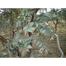 薄荷尤加利精油 Eucalyptus Peppermint Gum-細節圖3