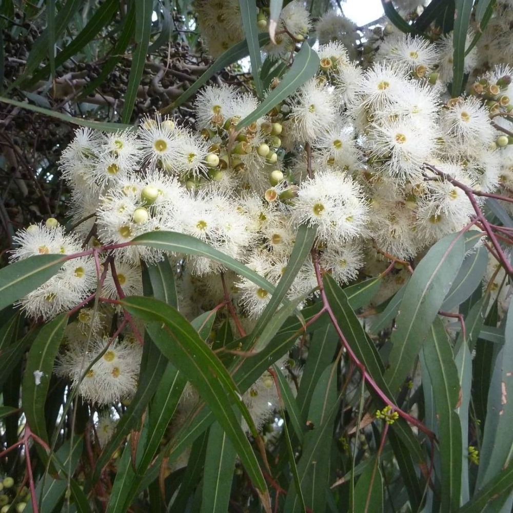 檸檬尤加利 Eucalyptus Lemon Scented Gum-細節圖3