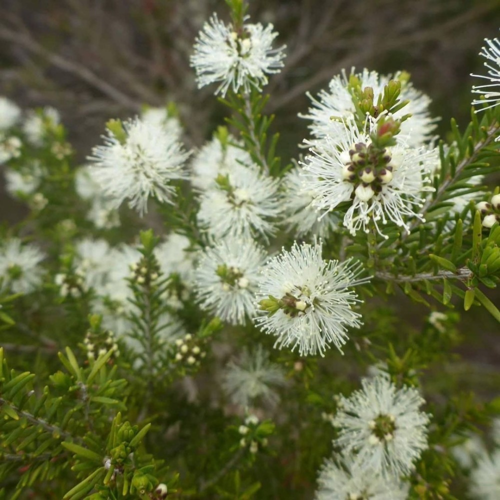 薰衣草茶樹精油 Rosalina ( Lavender Tea Tree )-細節圖3