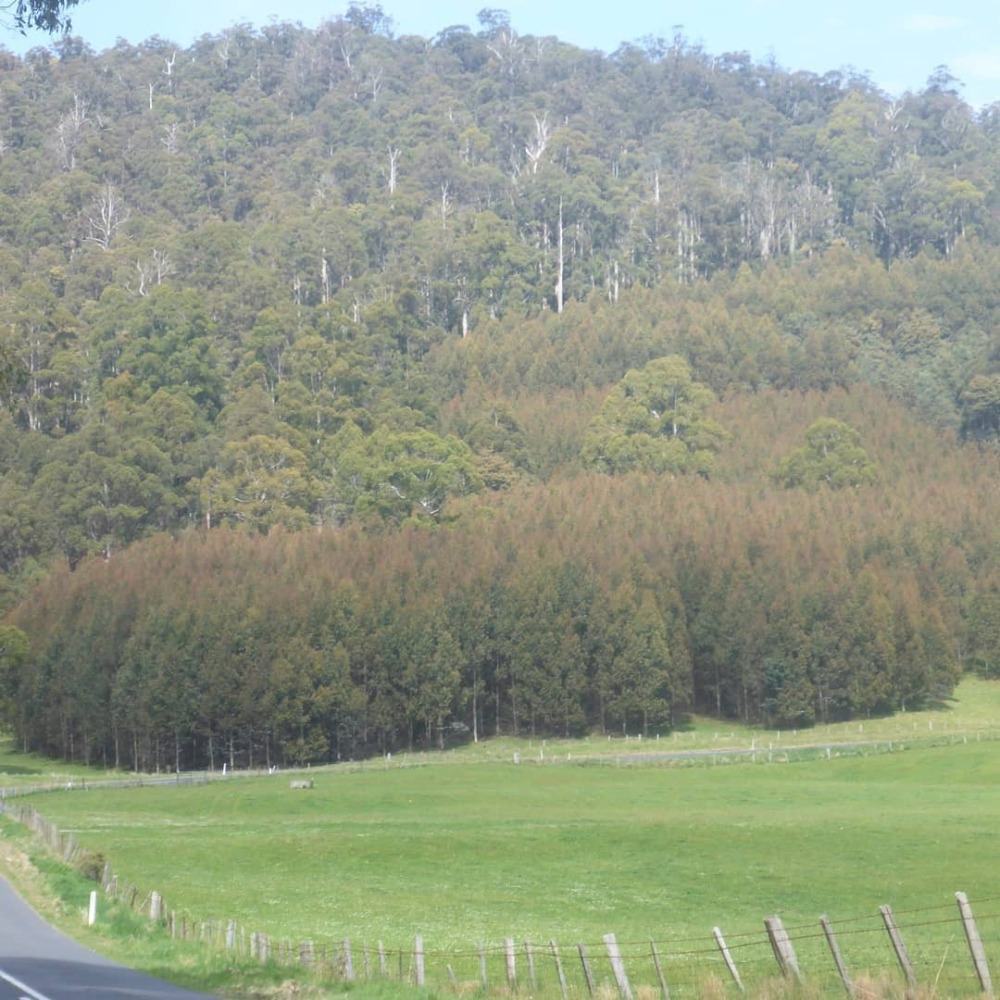 藍膠尤加利精油 Eucalyptus Blue Gum-細節圖2