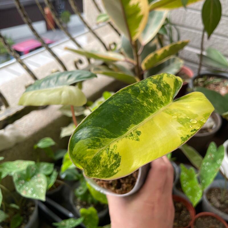 斑葉獨角獸蔓綠絨 Philodendron ＇Burle Marx＇ 觀葉植物 室內植物 辦公室植物-細節圖2