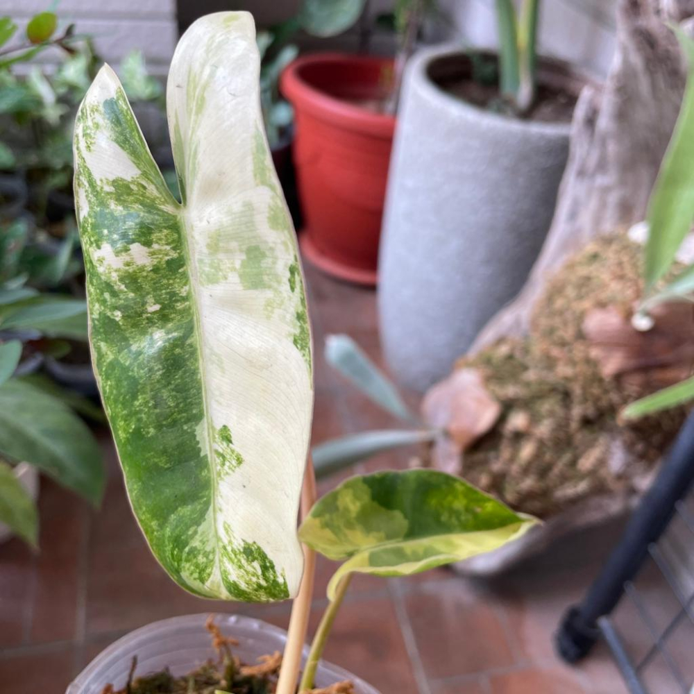 斑葉獨角獸蔓綠絨 Philodendron ＇Burle Marx＇ 觀葉植物 室內植物 辦公室植物-細節圖3