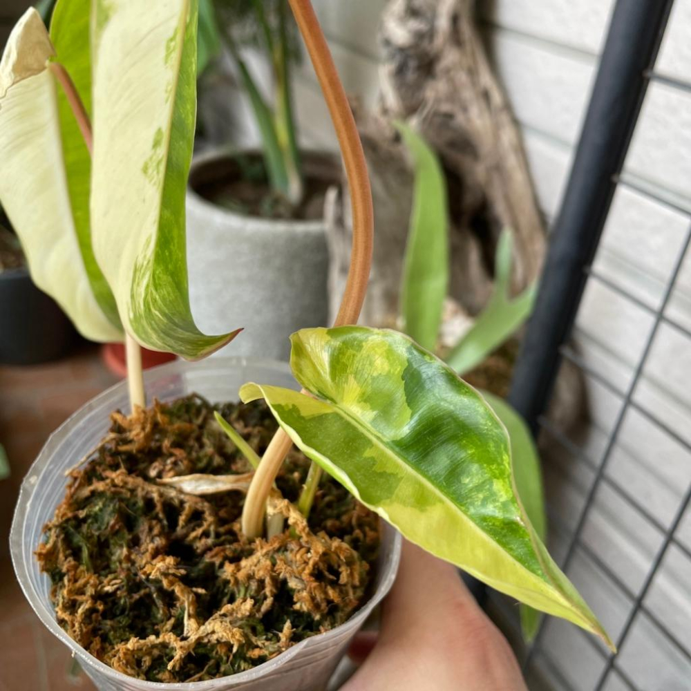 斑葉獨角獸蔓綠絨 Philodendron ＇Burle Marx＇ 觀葉植物 室內植物 辦公室植物-細節圖4