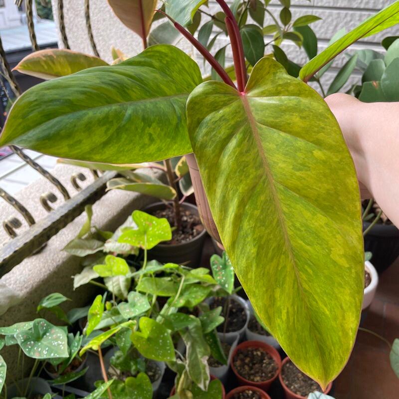 灑金蔓綠絨 Philodendron erubescens 觀葉植物 室內植物 辦公室植物 淨化空氣 雨林植物 竹芋-細節圖2