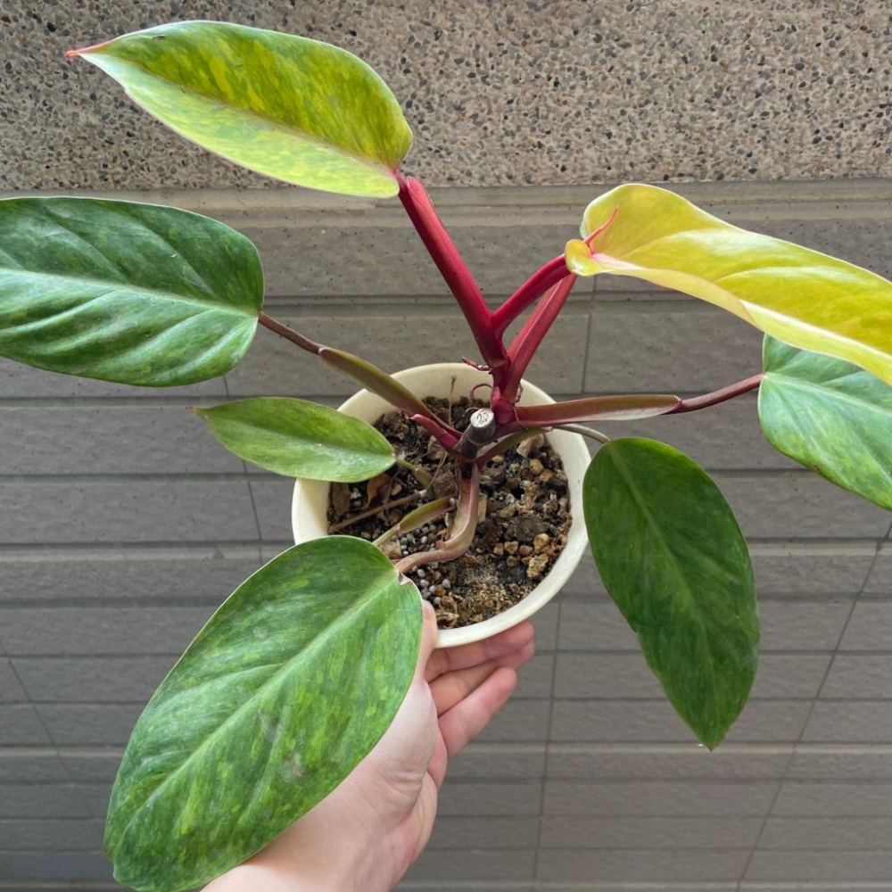 灑金蔓綠絨 Philodendron erubescens 觀葉植物 室內植物 辦公室植物 淨化空氣 雨林植物 竹芋-細節圖3