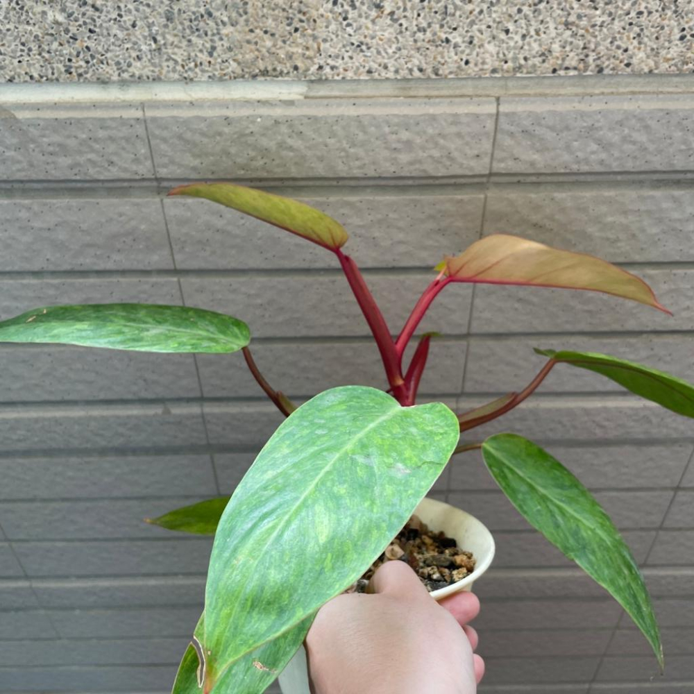 灑金蔓綠絨 Philodendron erubescens 觀葉植物 室內植物 辦公室植物 淨化空氣 雨林植物 竹芋-細節圖4