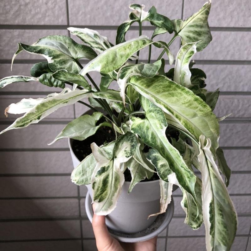 星光合果芋 五吋盆 爆盆可分株 室內植物 辦公室植物 雨林植物 美斑 另有 彩葉芋 黑面芋 沙漠日落 龜背芋-細節圖2