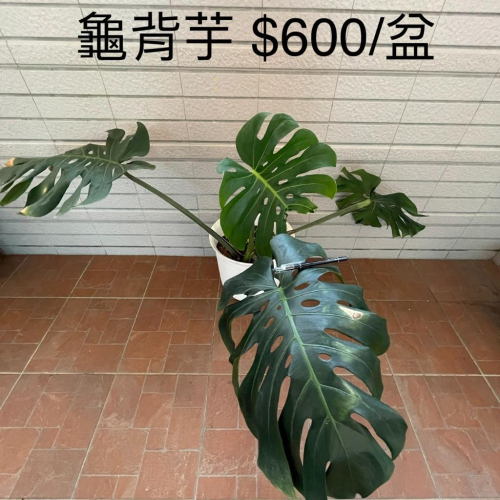 龜背芋(1尺) 電信蘭 龜背竹 室內植物 辦公室植物 淨化空氣 雨林植物（含盆賣）
