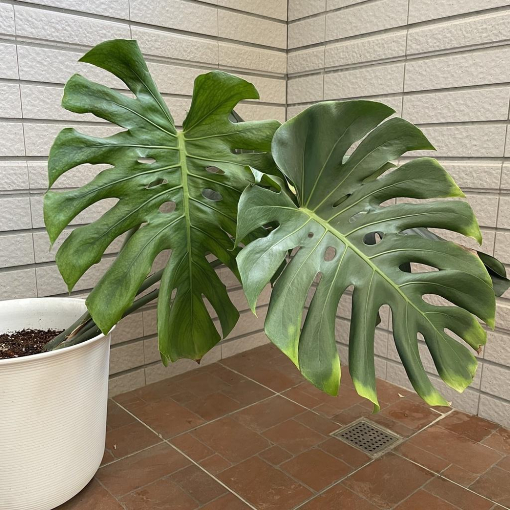 龜背芋(1尺) 電信蘭 龜背竹 室內植物 辦公室植物 淨化空氣 雨林植物（含盆賣）-細節圖2