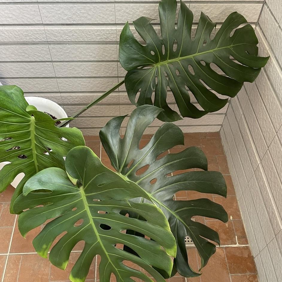 龜背芋(1尺) 電信蘭 龜背竹 室內植物 辦公室植物 淨化空氣 雨林植物（含盆賣）-細節圖4