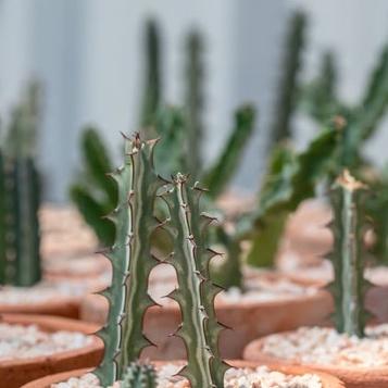 蛇紋大戟 Euphorbia heterochroma 多肉植物 景天科 大戟科 室內植物 辦公室植物 多肉植物