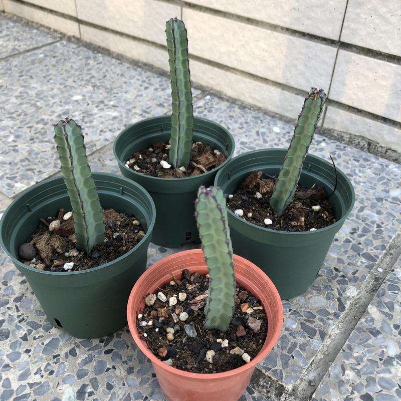 蛇紋大戟 Euphorbia heterochroma 多肉植物 景天科 大戟科 室內植物 辦公室植物 多肉植物-細節圖2