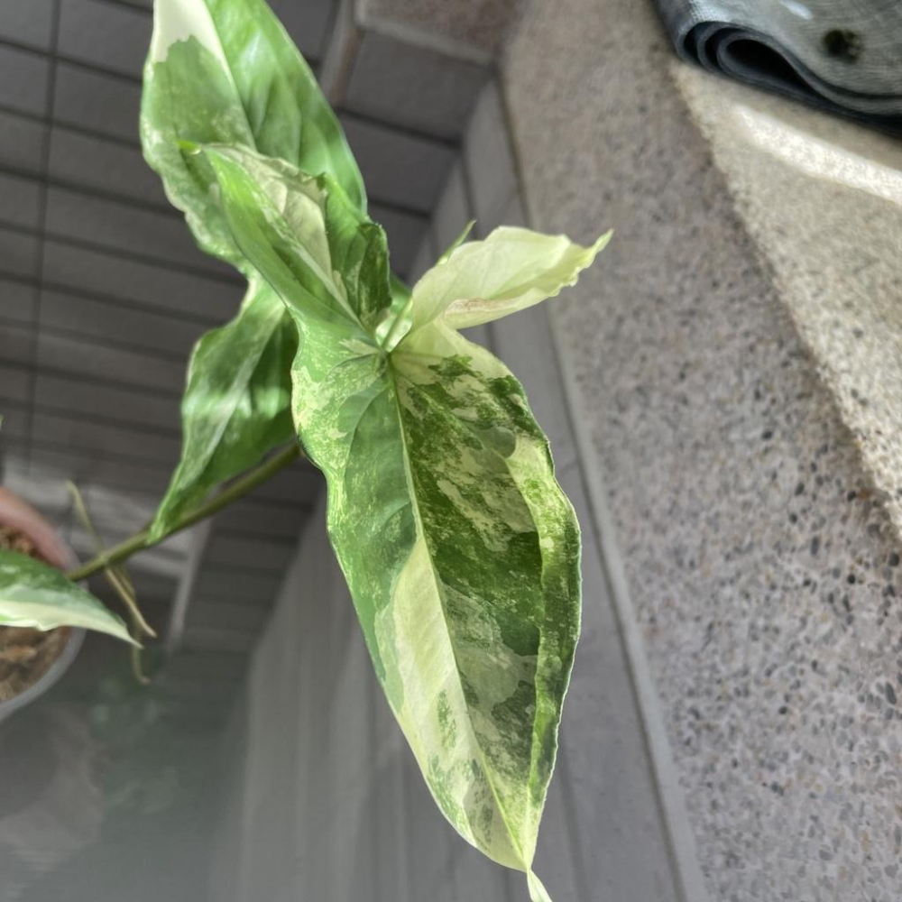 斑葉合果芋 黃斑合果芋 大理石合果芋 白斑合果芋  室內植物 辦公室植物 淨化空氣 雨林植物 竹芋 蔓綠絨-細節圖2