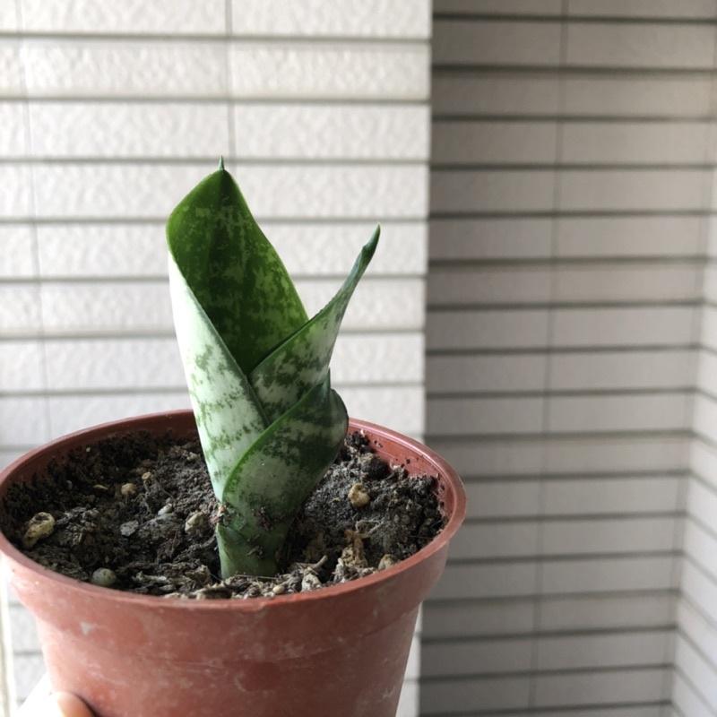 綠邊短葉虎尾蘭 淨化空氣 室內植物 網紅植物 IG 辦公室植物-細節圖2