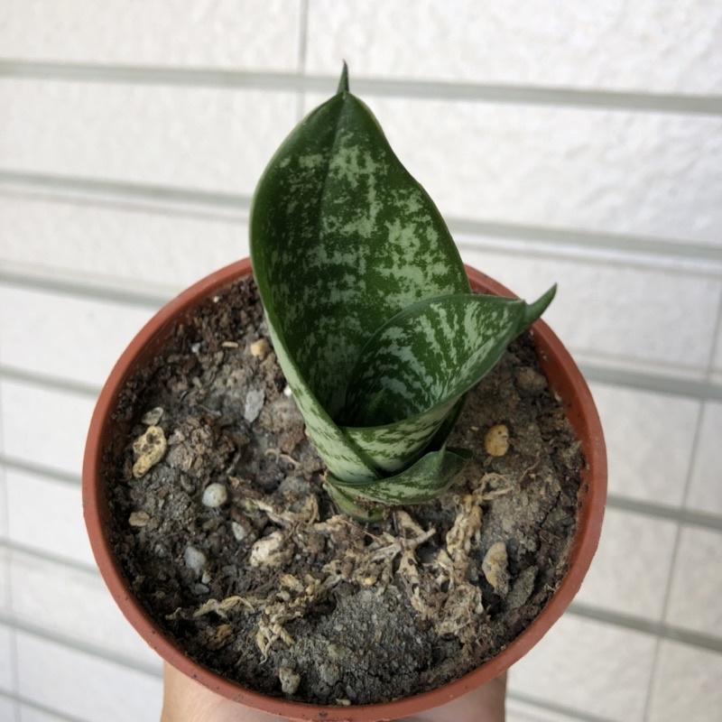 綠邊短葉虎尾蘭 淨化空氣 室內植物 網紅植物 IG 辦公室植物-細節圖3