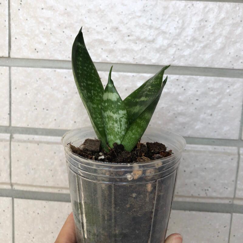 綠邊短葉虎尾蘭 淨化空氣 室內植物 網紅植物 IG 辦公室植物-細節圖4