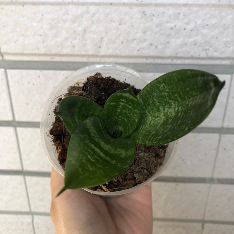 綠邊短葉虎尾蘭 淨化空氣 室內植物 網紅植物 IG 辦公室植物-細節圖5