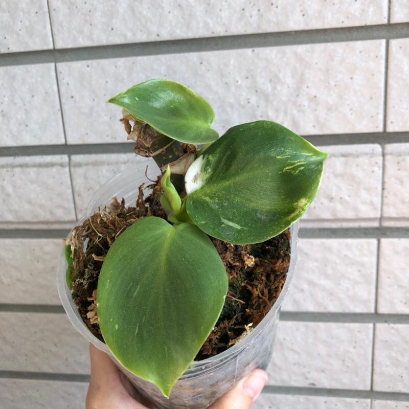 白巫師蔓綠絨 Philodendron “White Wizard” 天南星科 觀葉植物 蔓綠絨 室內植物 辦公室植物-細節圖2