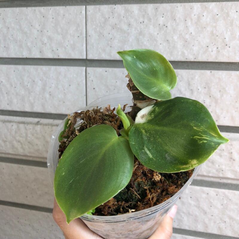 白巫師蔓綠絨 Philodendron “White Wizard” 天南星科 觀葉植物 蔓綠絨 室內植物 辦公室植物-細節圖3