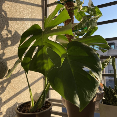 龜背芋(五吋美葉) 電信蘭 龜背竹 室內植物 辦公室植物 淨化空氣 雨林植物