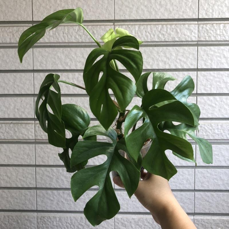 藍姬龜背芋 姬龜背 室內植物 辦公室植物 淨化空氣 雨林植物 竹芋 蔓綠絨-細節圖2