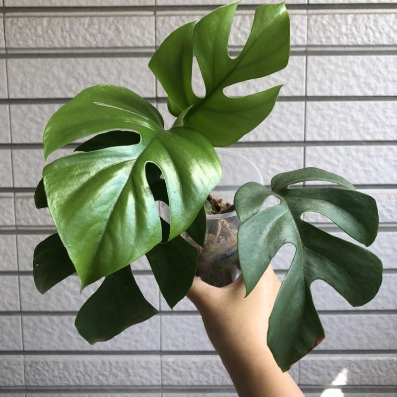 藍姬龜背芋 姬龜背 室內植物 辦公室植物 淨化空氣 雨林植物 竹芋 蔓綠絨-細節圖3