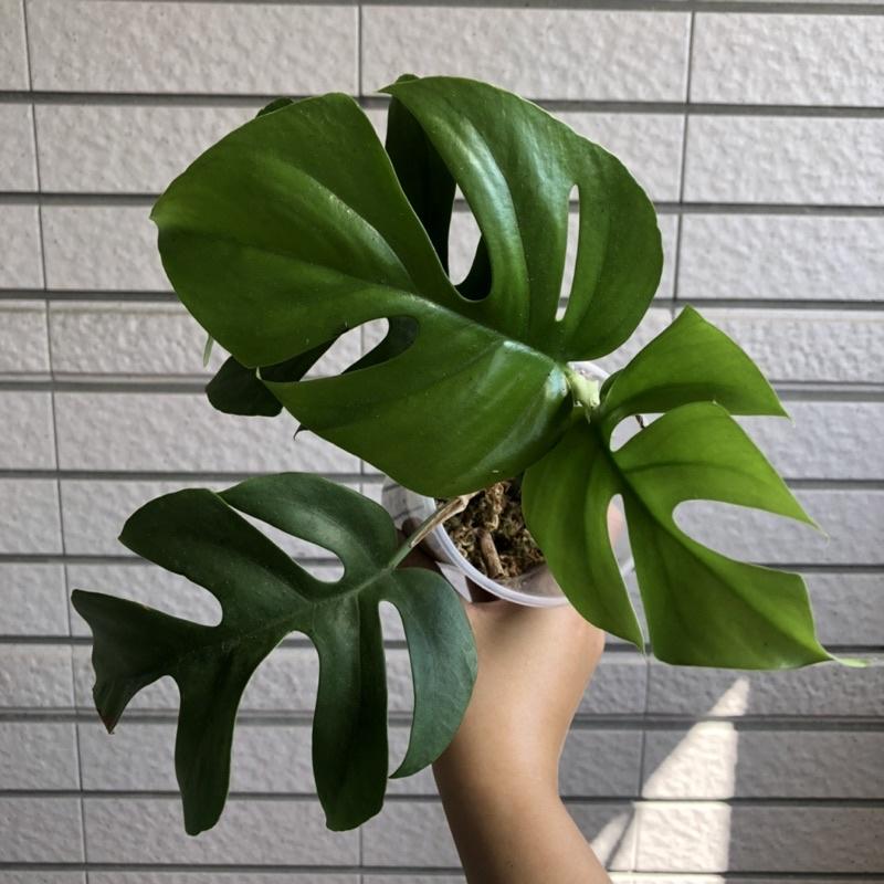 藍姬龜背芋 姬龜背 室內植物 辦公室植物 淨化空氣 雨林植物 竹芋 蔓綠絨-細節圖4