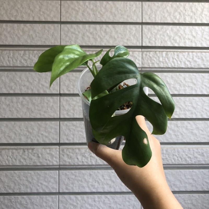 藍姬龜背芋 姬龜背 室內植物 辦公室植物 淨化空氣 雨林植物 竹芋 蔓綠絨-細節圖5