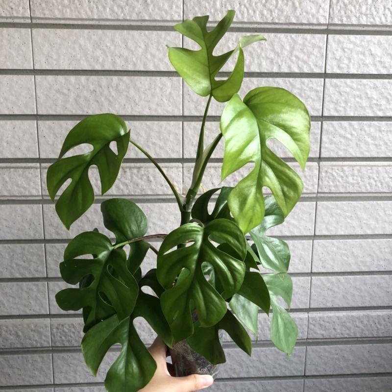 藍姬龜背芋 姬龜背 室內植物 辦公室植物 淨化空氣 雨林植物 竹芋 蔓綠絨-細節圖6