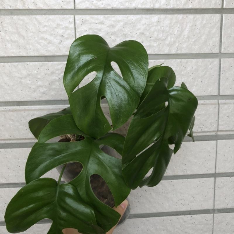 藍姬龜背芋 姬龜背 室內植物 辦公室植物 淨化空氣 雨林植物 竹芋 蔓綠絨-細節圖7