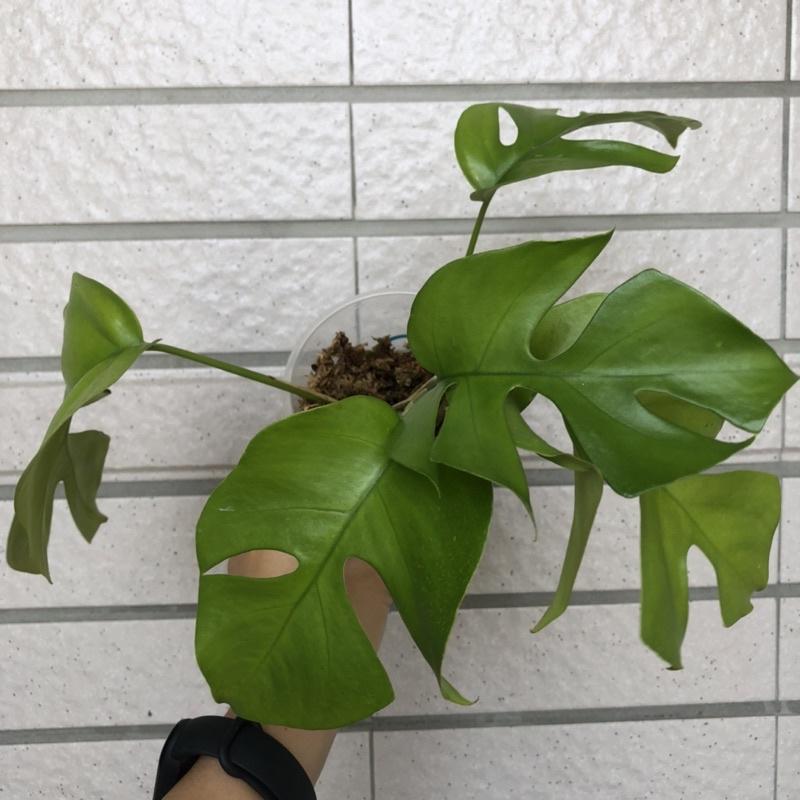 藍姬龜背芋 姬龜背 室內植物 辦公室植物 淨化空氣 雨林植物 竹芋 蔓綠絨-細節圖8